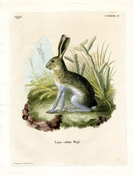 Weißseitiger Eselhase