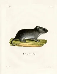 Weißschwanzmaus