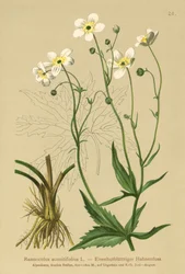 Weiße Knopfblume (Ranunculus aconitifolius)