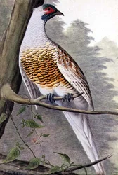 Weißer Fasan, ca. 1740