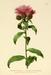 Perücken-Flockenblume