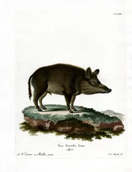 Wildschwein