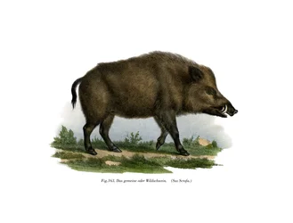 Wildschwein, 1860