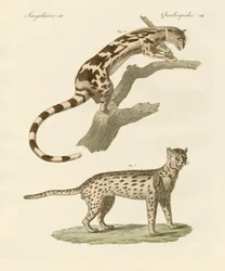 Wilde Tiere