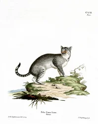 Wildkatze