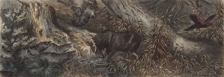 Tierwelt Nordrusslands