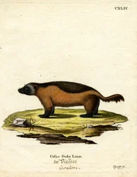 Vielfraß