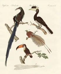 Wunderbare Vögel