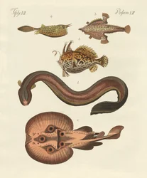 Wunderbare Fische