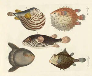 Wunderbare Fische