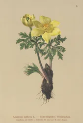 Gelbe Anemone (Anemone sulfurea, Anemone sulphurea, Pulsatilla alpina)