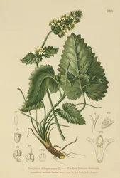 Gelber Ziest (Betonica Alopecurus, Stachys alopecuros)
