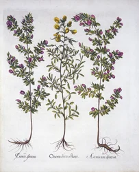 Gelber Hauhechel, Rosa Hauhechel und Rosa Dorniger Hauhechel, aus Hortus Eystettensis, von Basil Besler (1561-1629), veröffentlicht 1613
