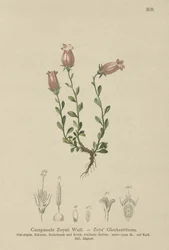 Zois-Glockenblume