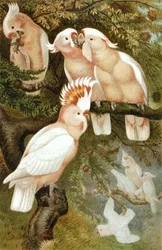 dnca Kakadu, Tafel aus "Brehms Tierleben: Allgemeine Kunde des Tierreichs", Bd.5, S.380, veröffentlicht vom Bibliographischen Institut