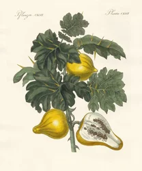Nippelfrucht