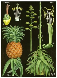 Ananas