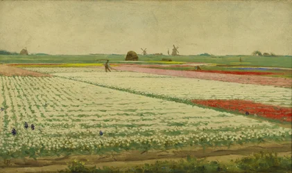 Tulpenfelder
