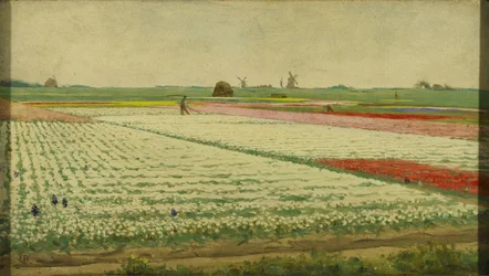 Tulpenfelder
