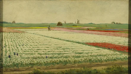 Tulpenfelder