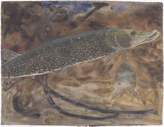 Zwei Hechte in einem Aquarium, von der Seite und von vorne gesehen