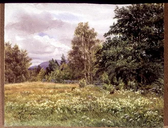 Mädesüß bei Polchar, Aviemore, Schottland
