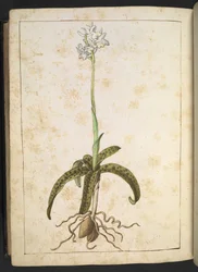 Eine Pflanze mit weißen Blütenblättern, aus "Gemälde der Flora der römischen Staaten" von Gherardo Cibo, Add MS 22333, f173v, ca. 1564-84
