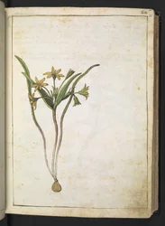 Eine Pflanze mit gelben Blüten, aus "Paintings of Flora of the Roman States" von Gherardo Cibo