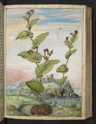 Aristolochia rotunda: Eine fruchttragende Pflanze, aus "Gemälde der Flora der römischen Staaten" von Gherardo Cibo, Add MS 22333, f078r, ca. 1564-84