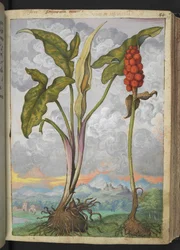 Arum italicum, aus "Paintings of Flora of the Roman States" von Gherardo Cibo