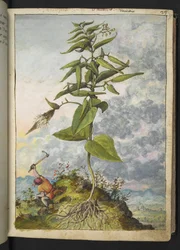 Asclepias, aus "Paintings of Flora of the Roman States" von Gherardo Cibo