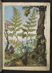 Asplenium adianthum nigrum, aus 