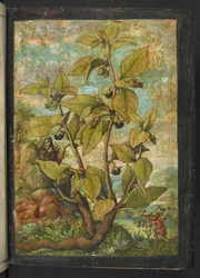 Atropa belladonna, aus "Paintings of Flora of the Roman States" von Gherardo Cibo