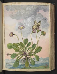 Bellis perennis, aus "Paintings of Flora of the Roman States" von Gherardo Cibo