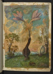 Colchicum autumnale, aus "Paintings of Flora of the Roman States" von Gherardo Cibo