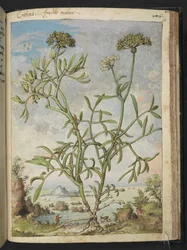 Crithmum maritimum, möglicherweise Crithmum, aus 