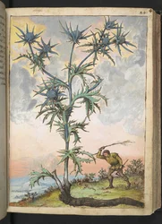 Eryngium maritimum, aus "Gemälde der Flora der römischen Staaten" von Gherardo Cibo, Add MS 22333, f047r, ca. 1564-84