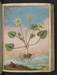 Ficaria verna, aus 
