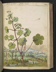 Geranium rotundifolium: Eine Pflanze mit rosa Blüten, aus "Paintings of Flora of the Roman States" von Gherardo Cibo