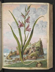 Gladiolus Italicus, aus "Gemälde der Flora der römischen Staaten" von Gherardo Cibo, Add MS 22333, f072r, ca. 1564-84