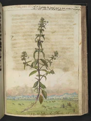 Herba gratia dei (Hedge-Hyssop), aus "Paintings of Flora of the Roman States" von Gherardo Cibo
