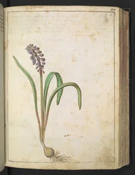 Hyacinthus, aus "Paintings of Flora of the Roman States" von Gherardo Cibo