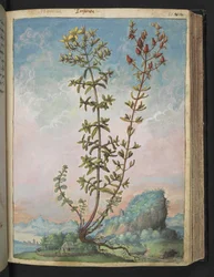 Hypericum perforatum, aus "Paintings of Flora of the Roman States" von Gherardo Cibo