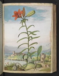 Lilium bulbiferum: Eine Pflanze mit roten Blütenblättern, aus 
