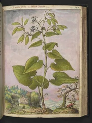 Lunaria rediviva, aus 