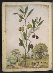 Olea europaea (Olivenbaum), aus "Gemälde der Flora der römischen Staaten" von Gherardo Cibo