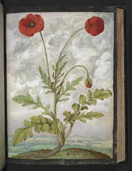 Papaver rhoeas (Mohnblumen), aus "Gemälde der Flora der römischen Staaten" von Gherardo Cibo, Add MS 22333, f107r, ca. 1564-84