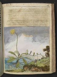 Pilosella officinarum, aus 