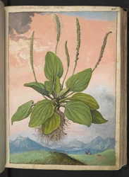 Plantago major, aus 