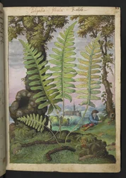 Polypodium, aus "Paintings of Flora of the Roman States" von Gherardo Cibo